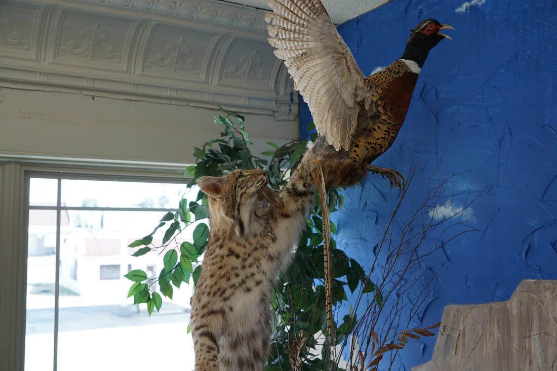 Taxidermy bobcat at Lattimore Collection, General Tommy Franks Museum