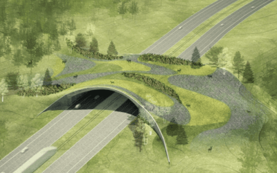 Why Wildlife Corridors are Critical to Our Wildlife’s Survival