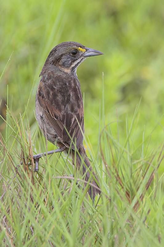 Seaside Sparrow