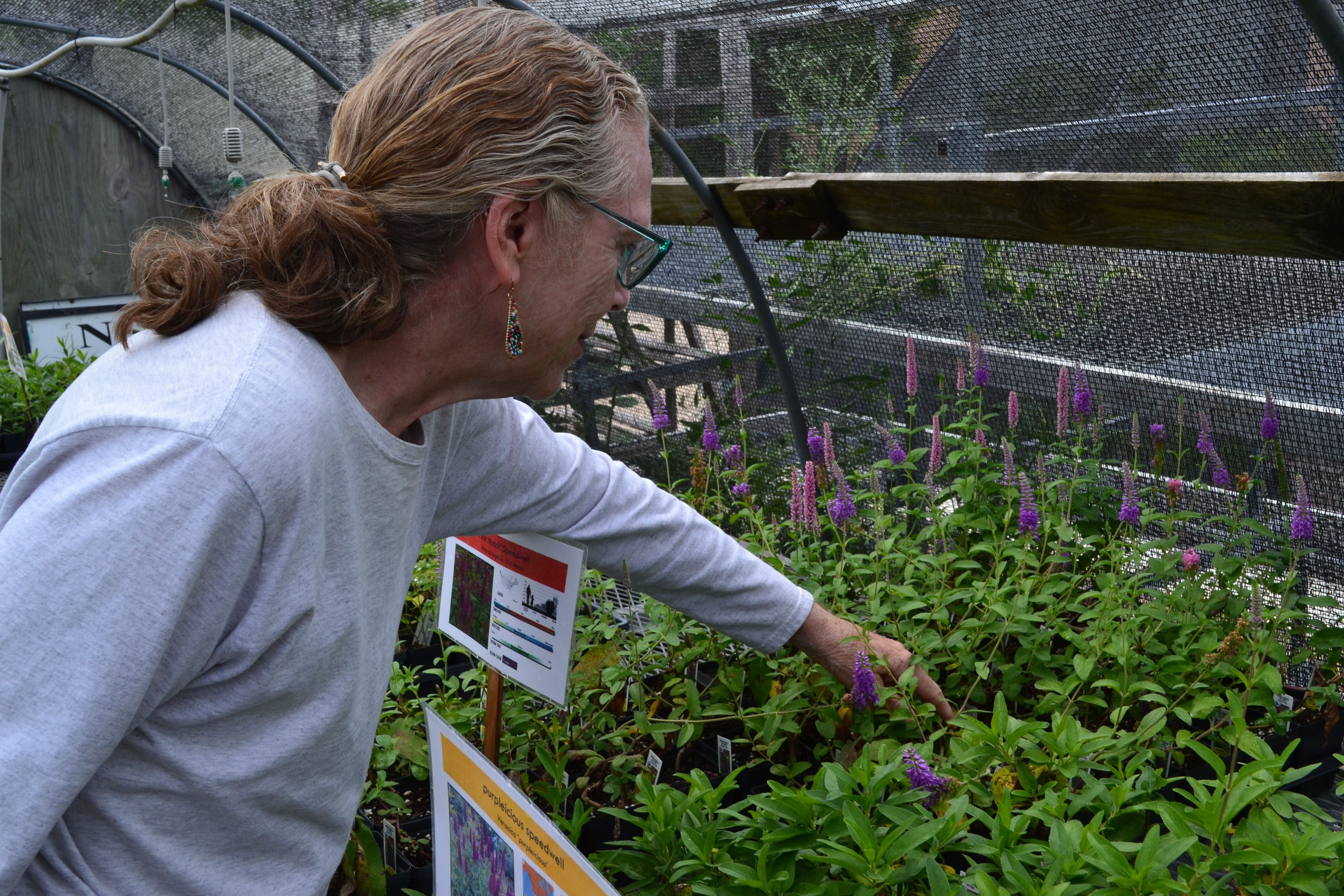 A shopper selects plants at the NSA Plant Sale. 