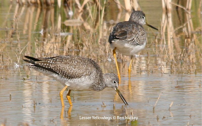 Lesser Yellowlegs