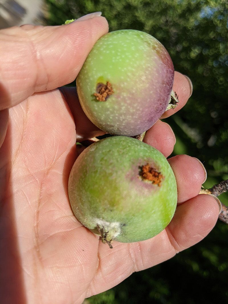 Hand holding multiple apples infected by codling moths.