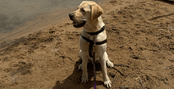 Cooper at beach