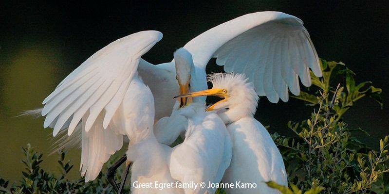 Great Egret