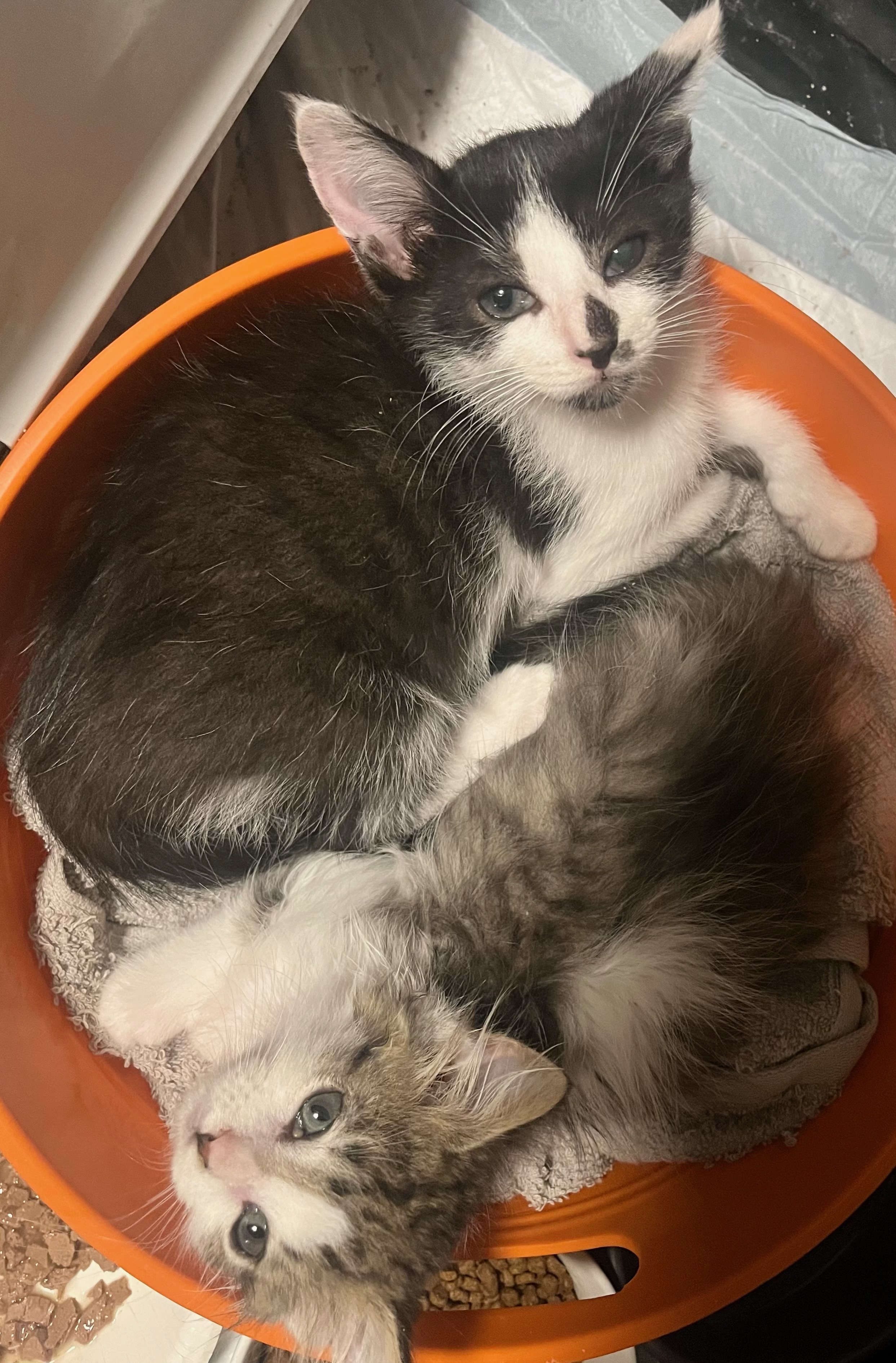 Bugs and Daffy - Adoption Pending