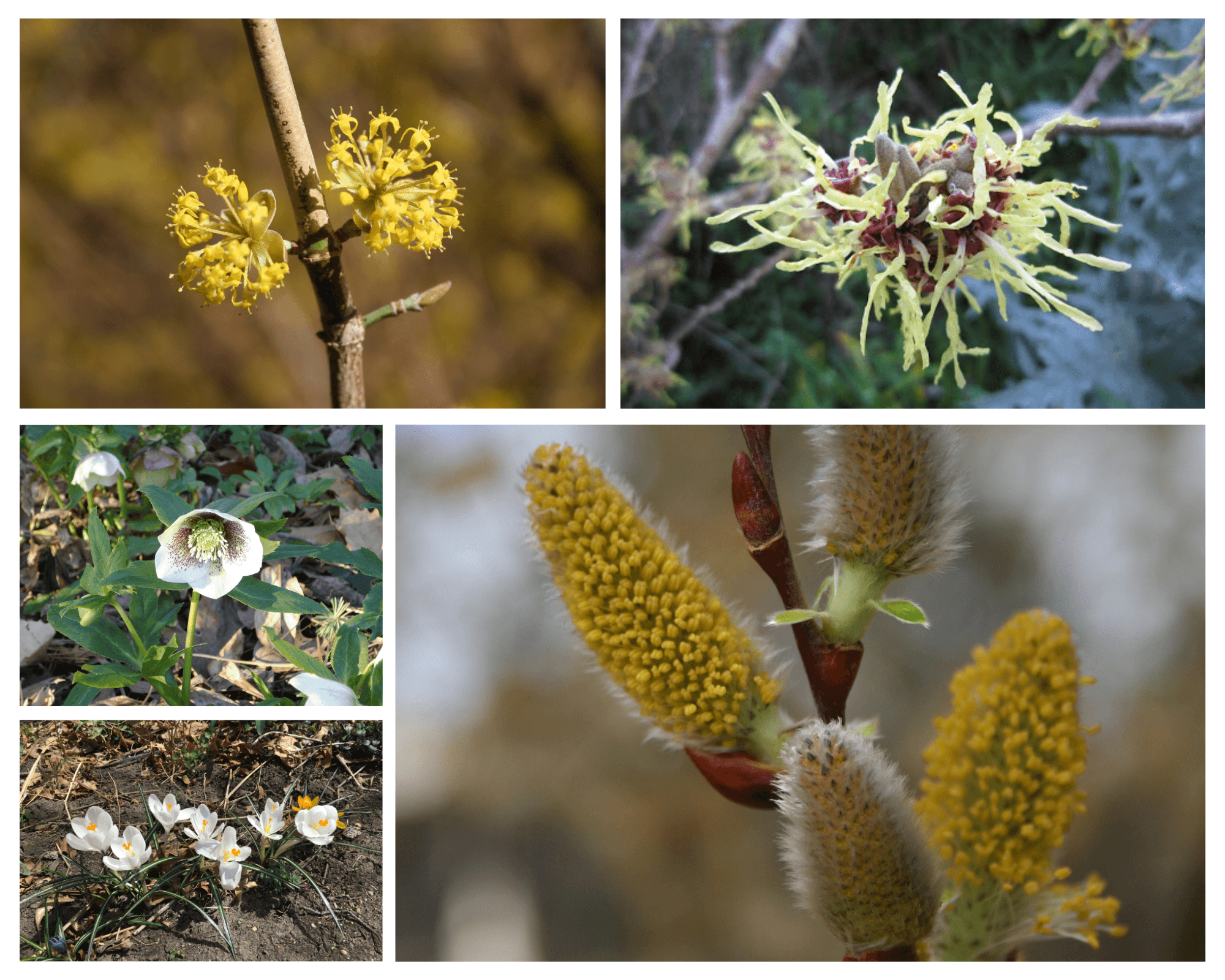 Photo features early spring blooms: Cornelian cherry dogwood (Cornus mas), witch hazel (hamamelis virginiana L.), American pussy willow (Salix discolor), Lenten rose (Helleborus orientalis) and crocus 