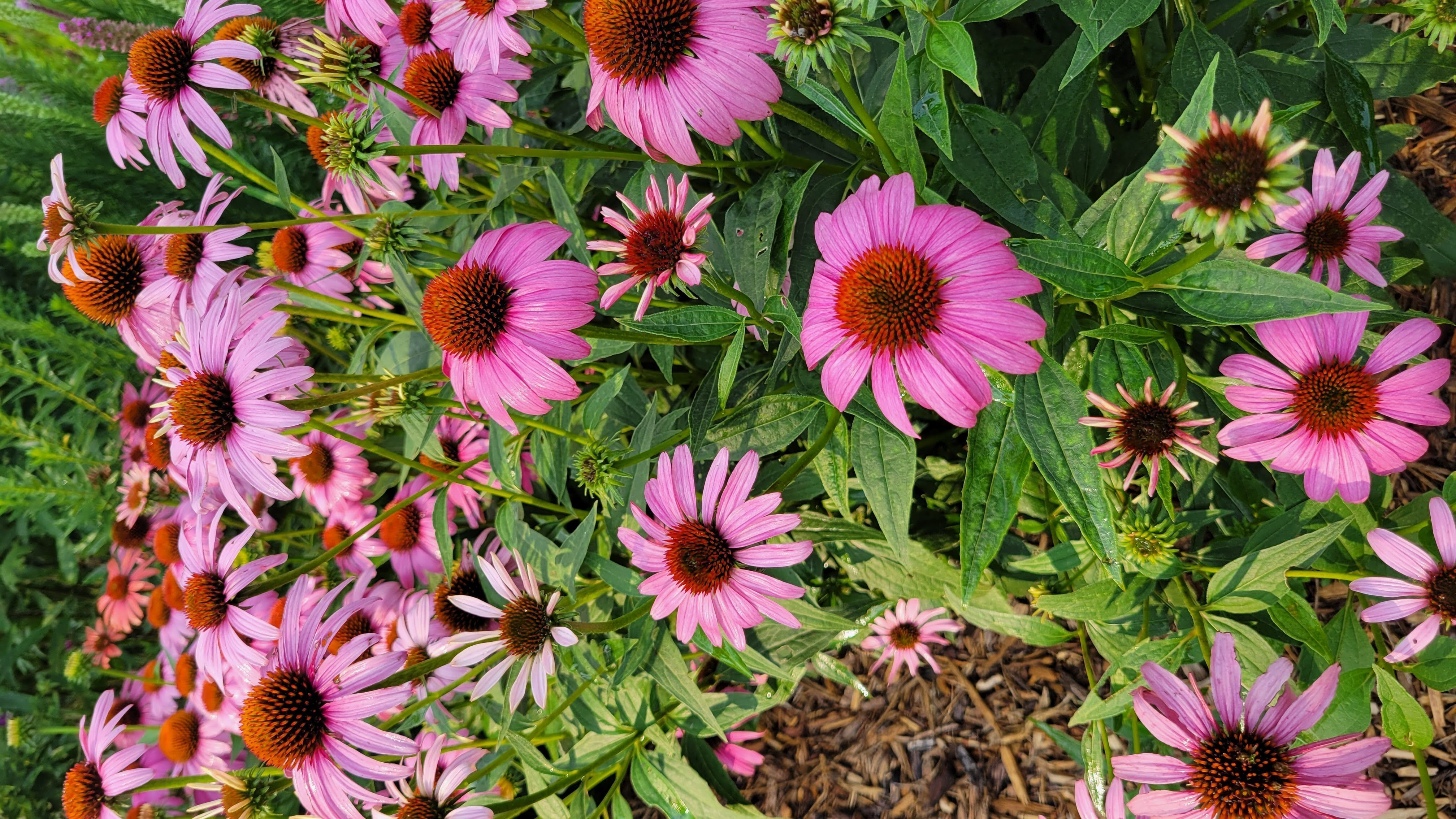 Purple coneflowers and green foliage