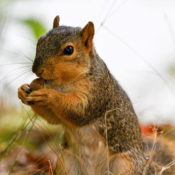 More than 90 species of wildlife, including fox squirrels, consume acorns in Ohio.