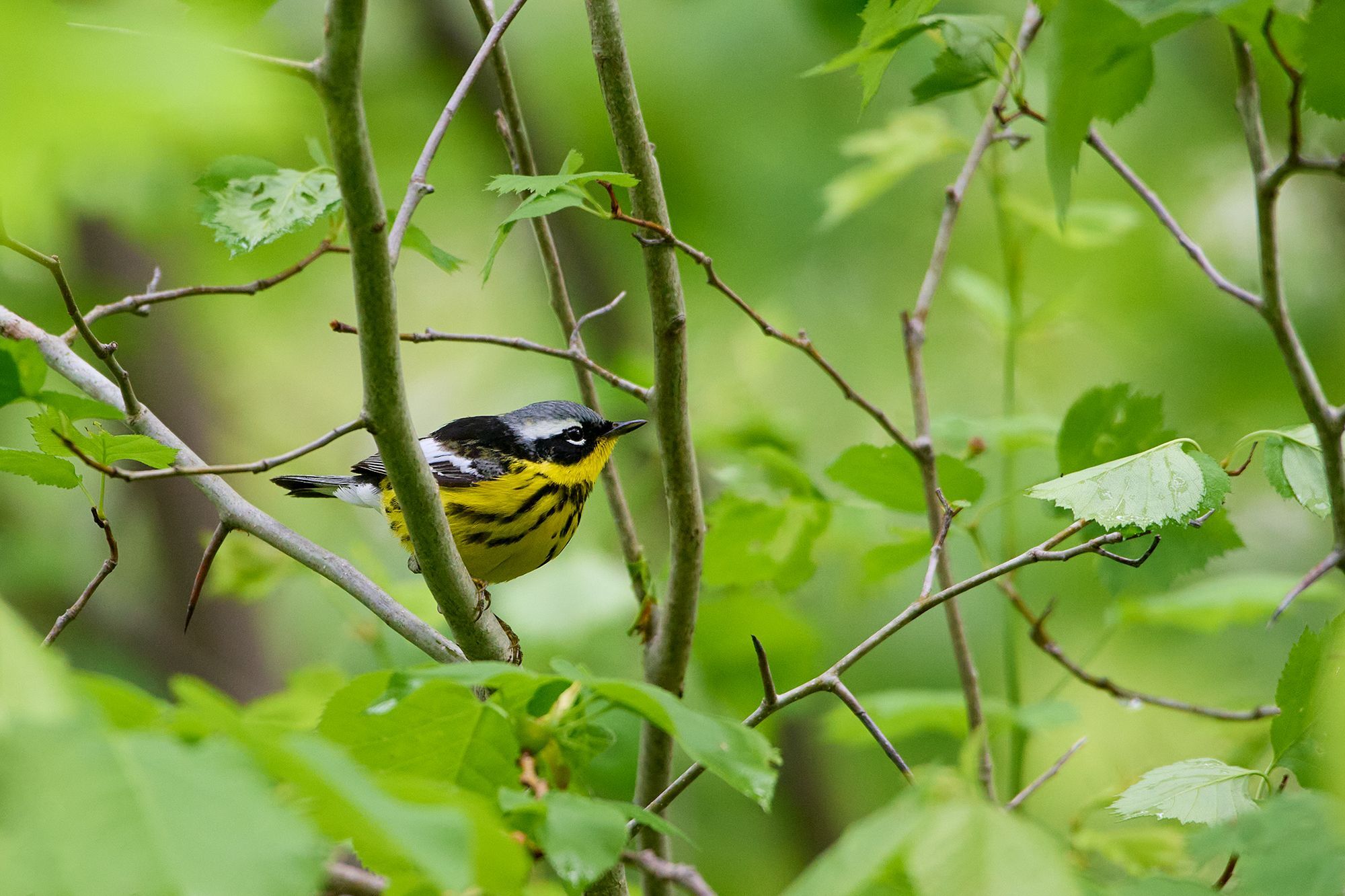 Magnolia Warbler