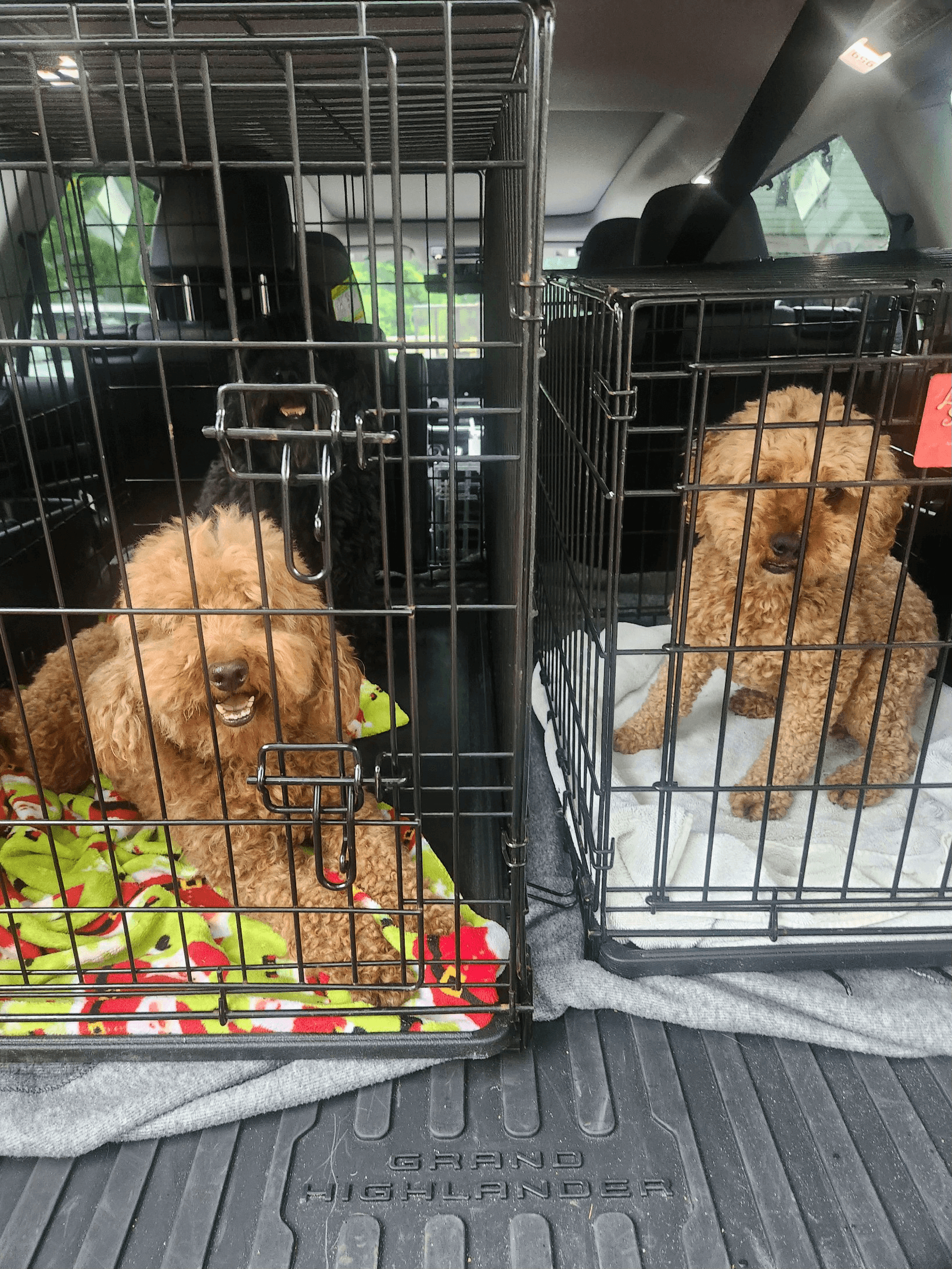 North Jersey rescues save 16 'trembling and terrified' dogs from Blairstown breeder (NorthJersey.com)