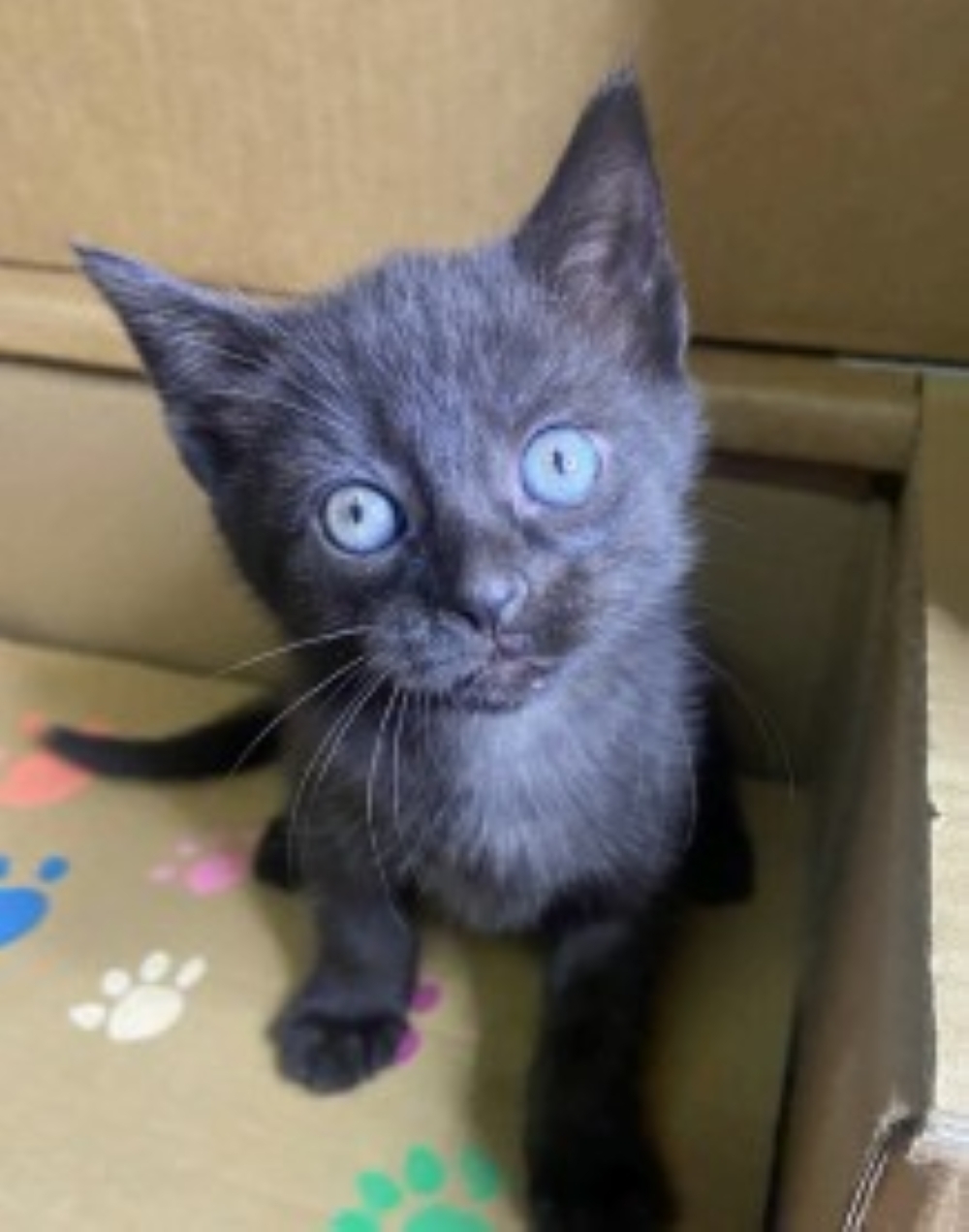 Tiramisu - ADOPTION PENDING