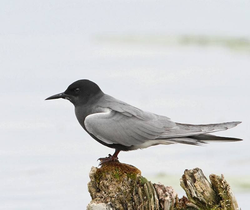 Black Tern