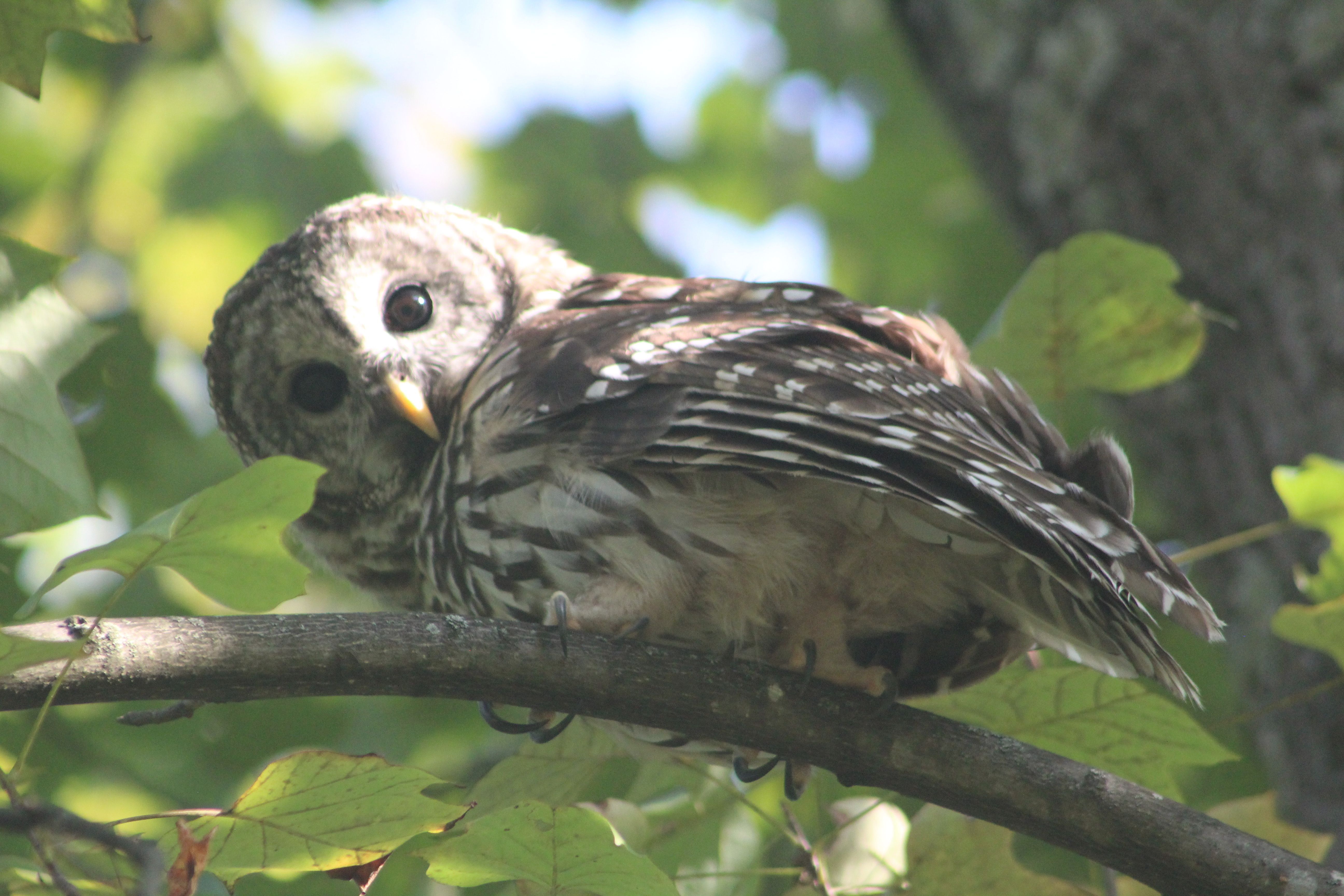 Volunteer’s Father Saves Barred Owl