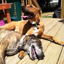 China and Simba