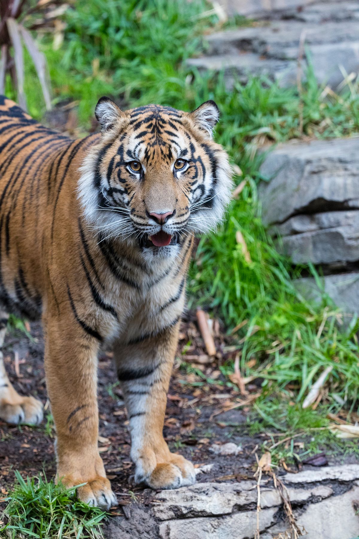 Tigers : Expansion : Lincoln Children's Zoo