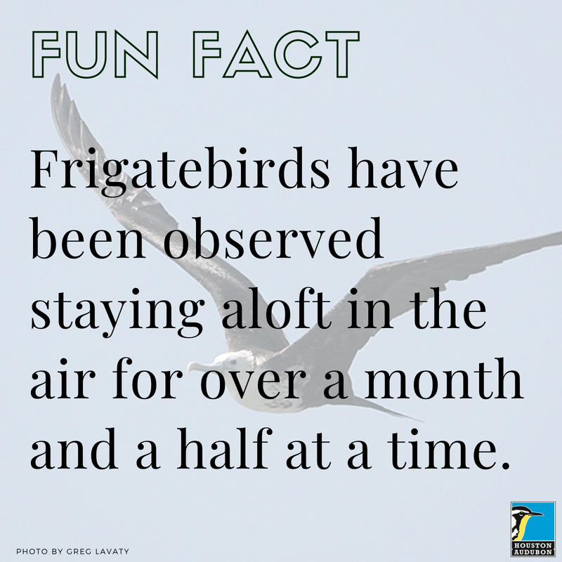 Magnificent Frigatebird Fun Fact