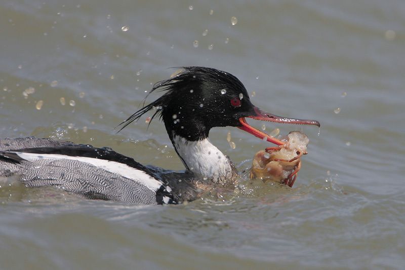 Red-breasted Merganser