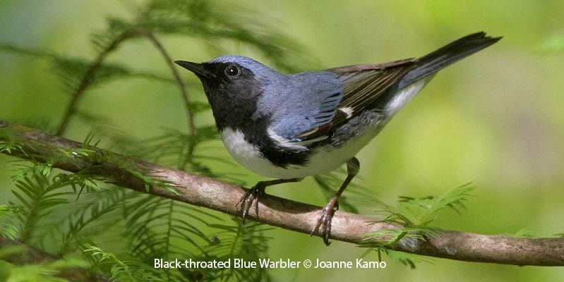 Black-throated Blue Warbler