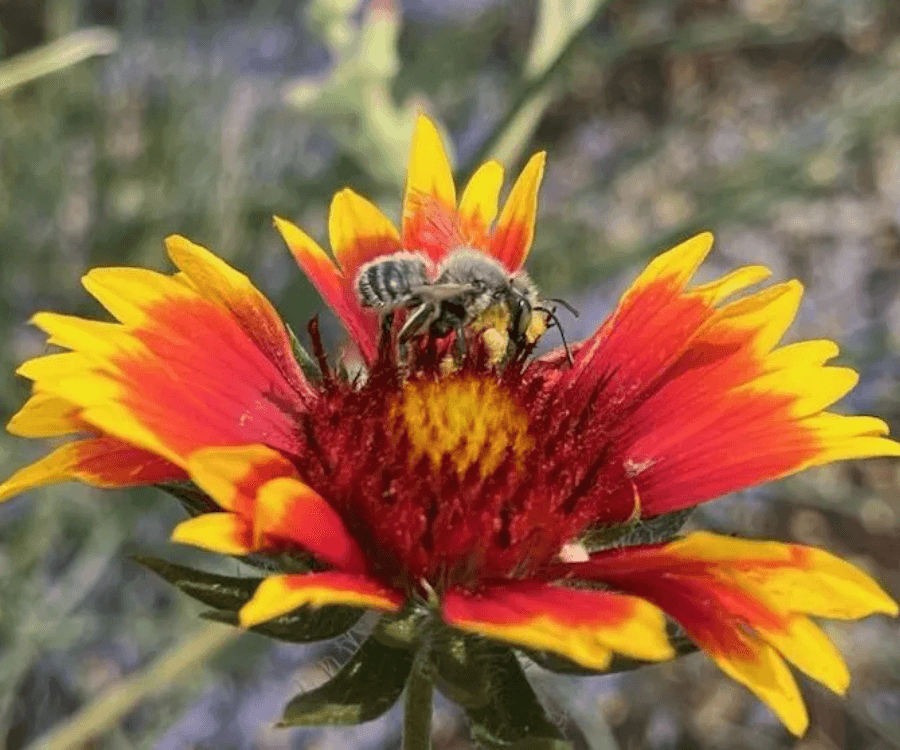 Native Plant Resources