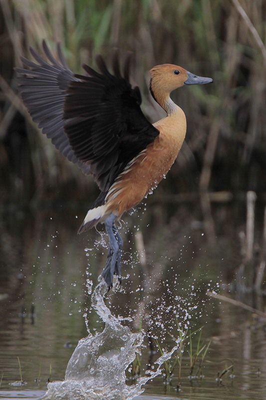 Fulvous Whistling-Duck