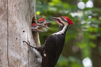 Adult Pileated Woodpecker feeds young.