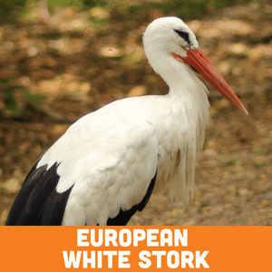 European White Stork