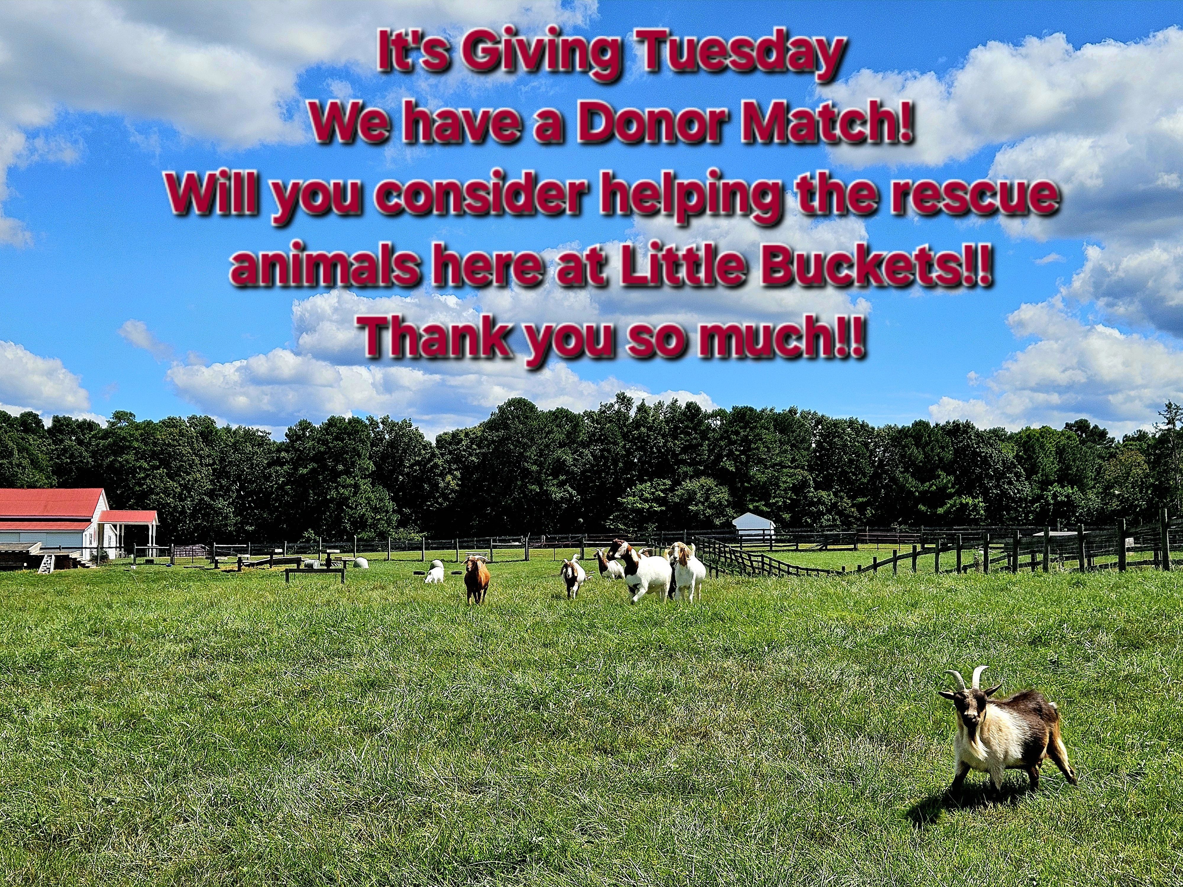 It's Giving Tuesday!! We have a Donor Match!!