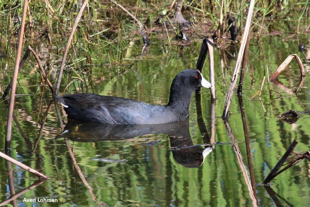 American Coot