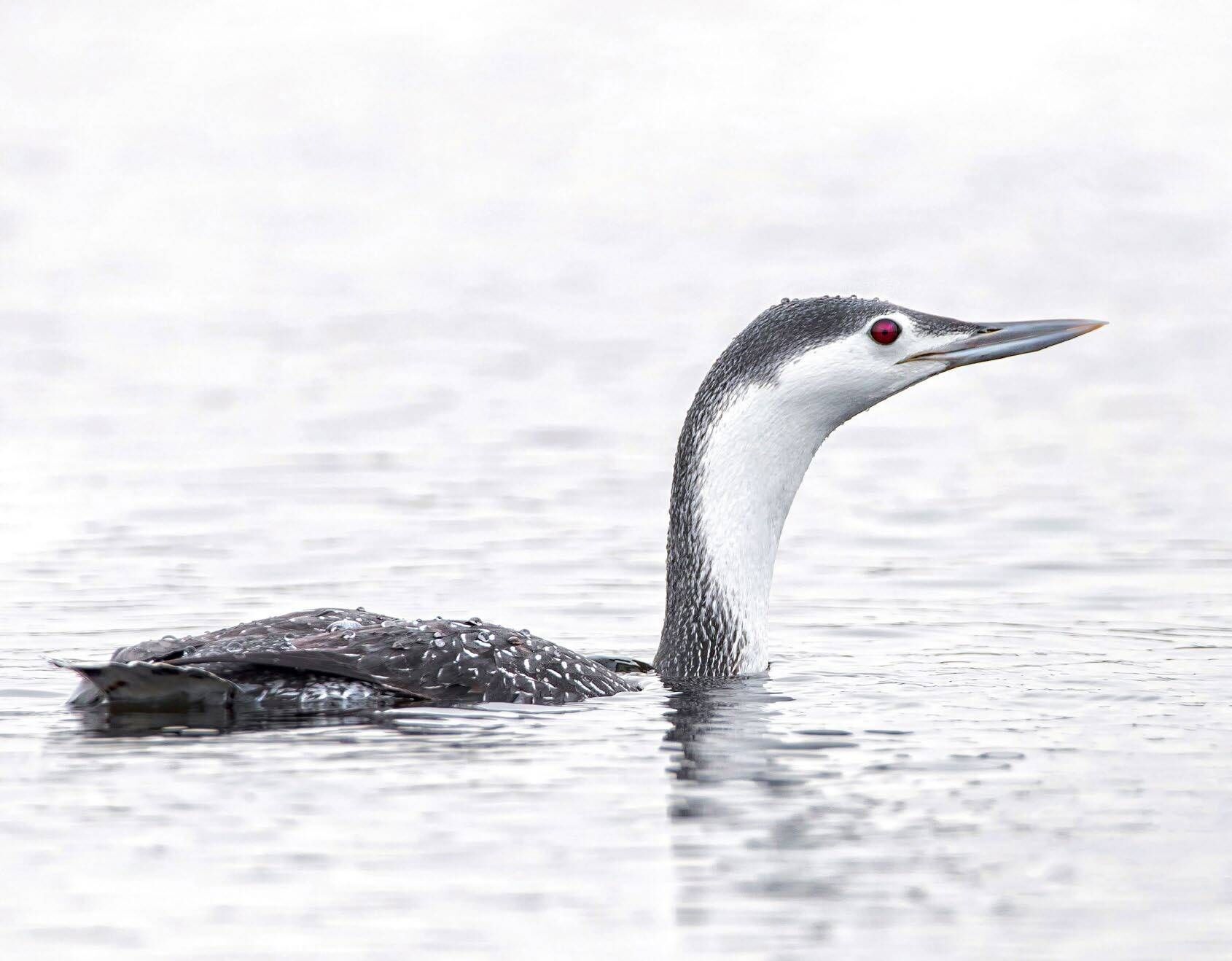 Ring-throated Loon