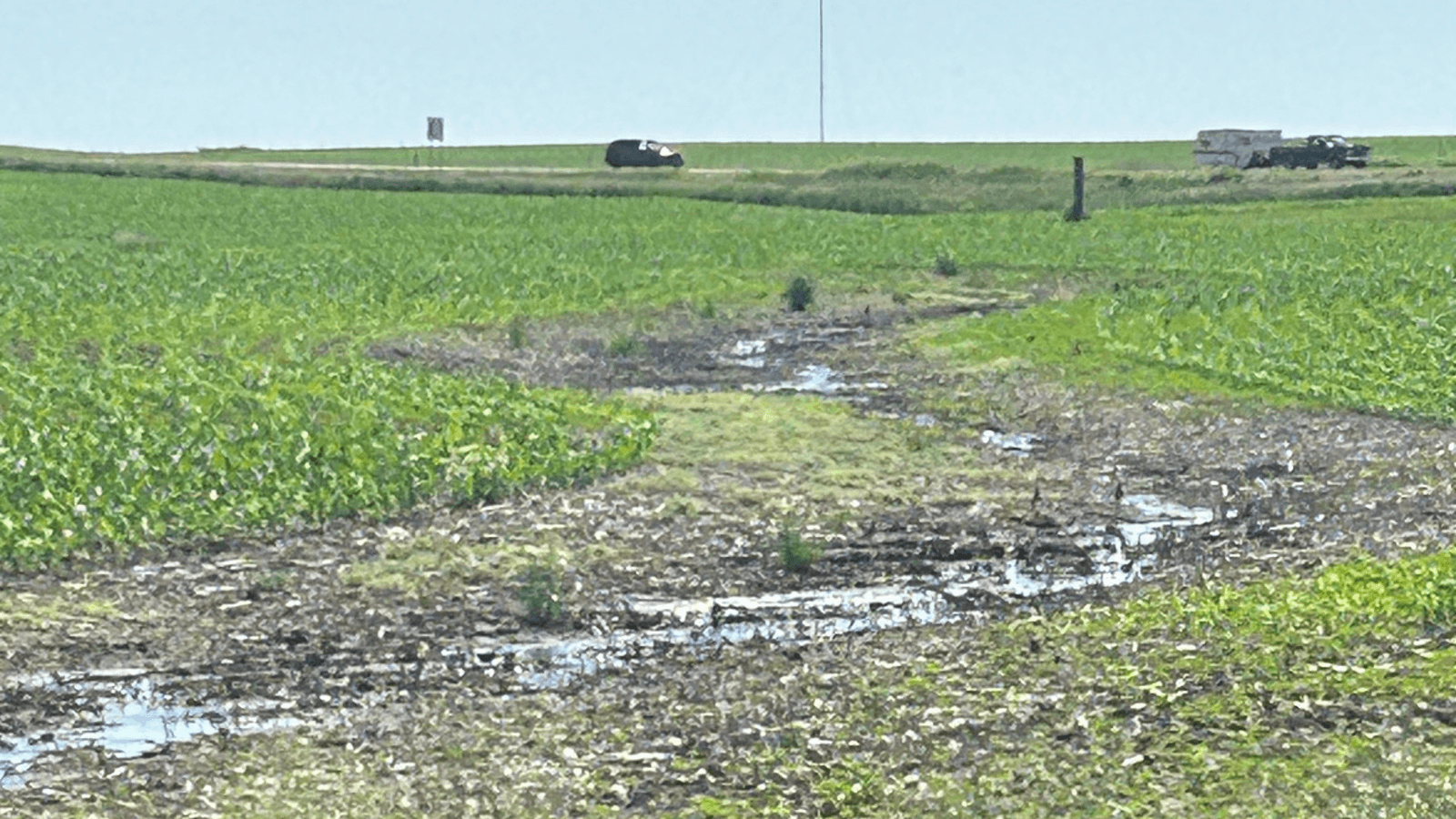 Growing Cover Crops to Diminish the Impact of Extreme Weather