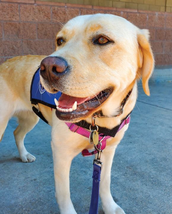 New Life K9s service dog, Jeanie.