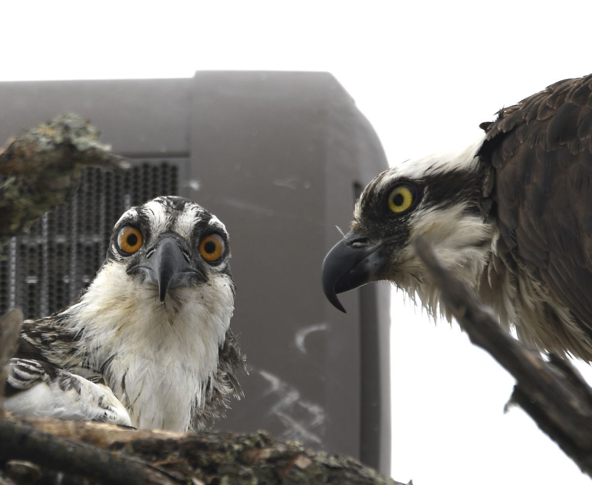 One Osprey fledgling staring directly at the camera with an adult Osprey staring directly at the first one.