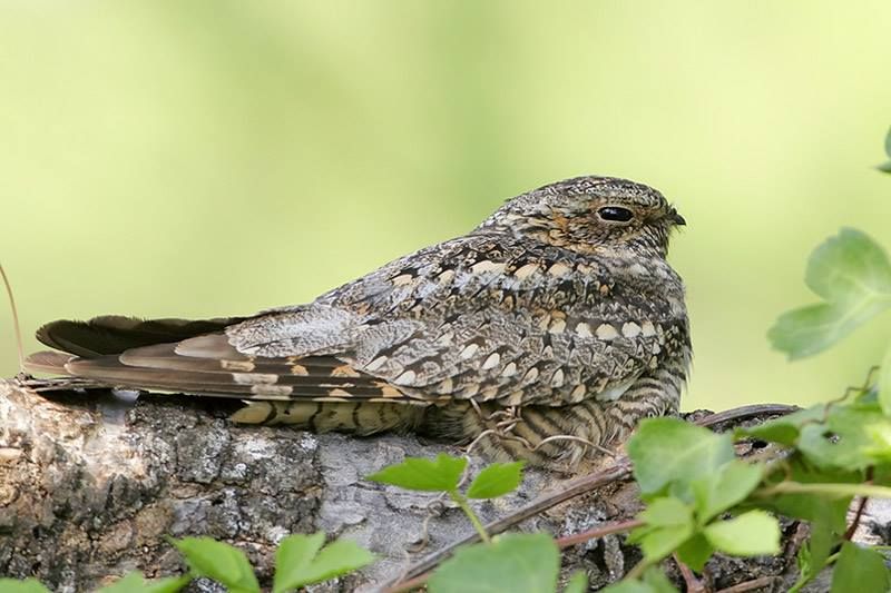 Lesser Nighthawk