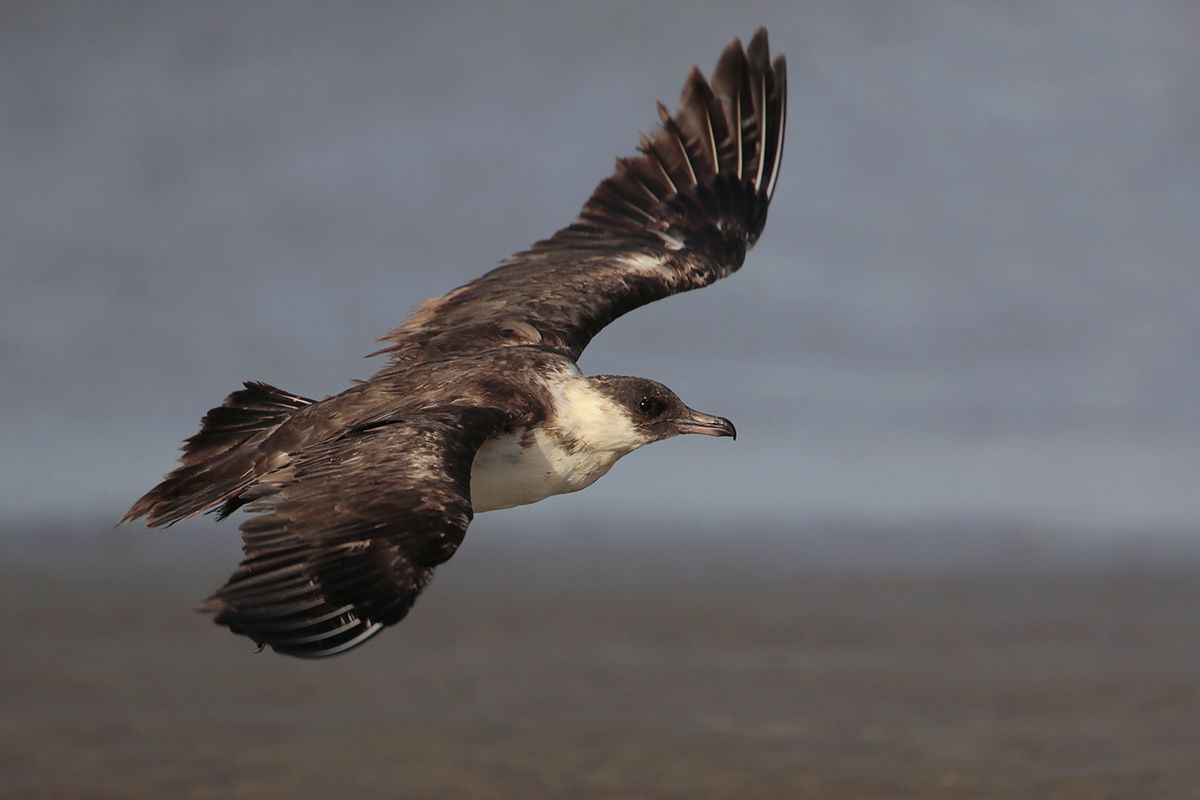 Pomarine Jaeger