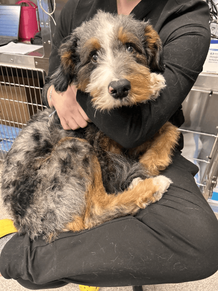 URGENT: Duke