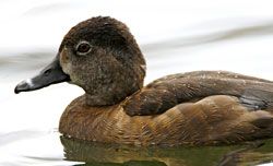 Ring-necked Duck -- female