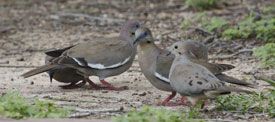 Mourning Dove and White-winged Doves