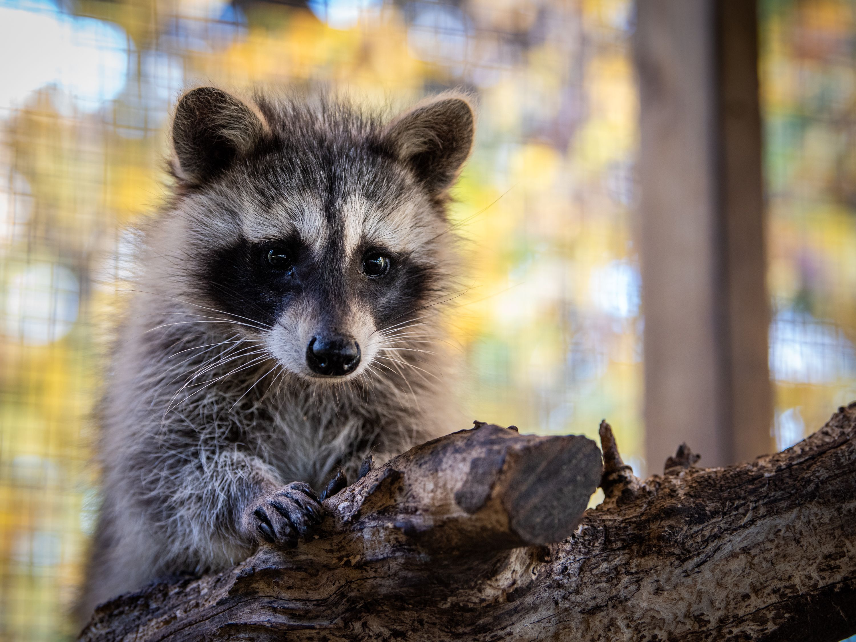 Orphaned baby racoon