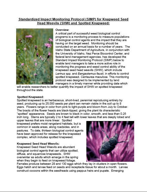 SIMP for spotted knapweed seed head weevils