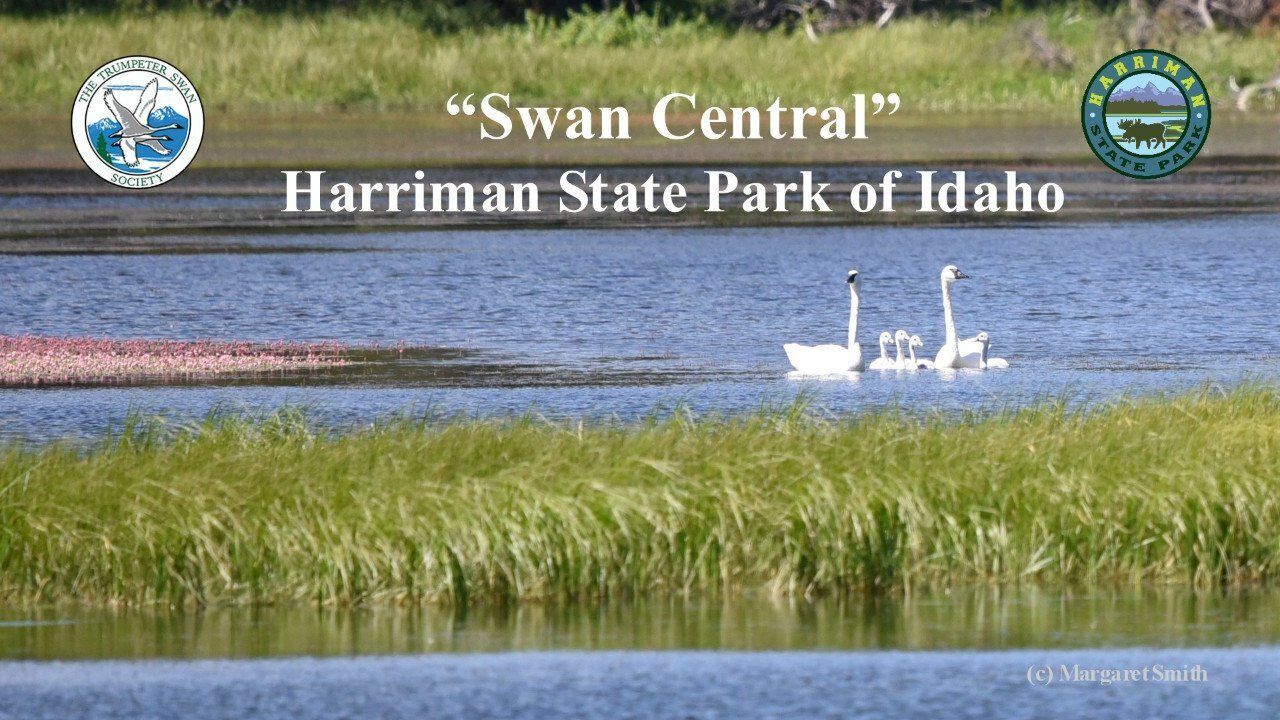 "Swan Central"- Harriman State Park of Idaho