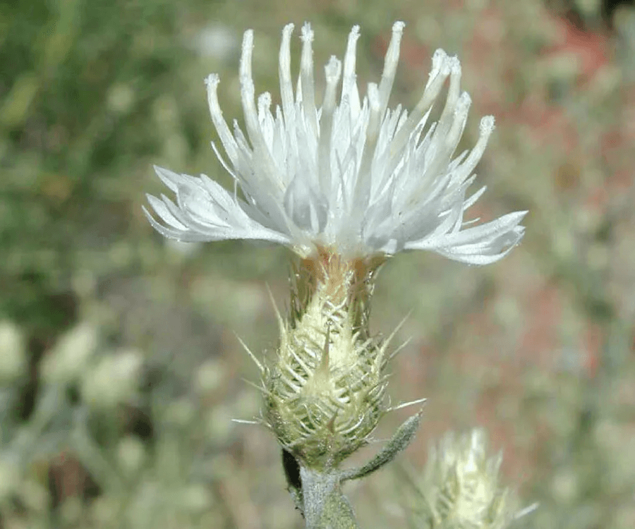 Diffuse knapweed