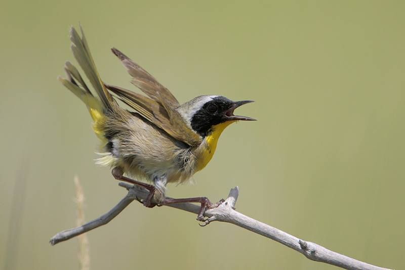 Common Yellowthroat