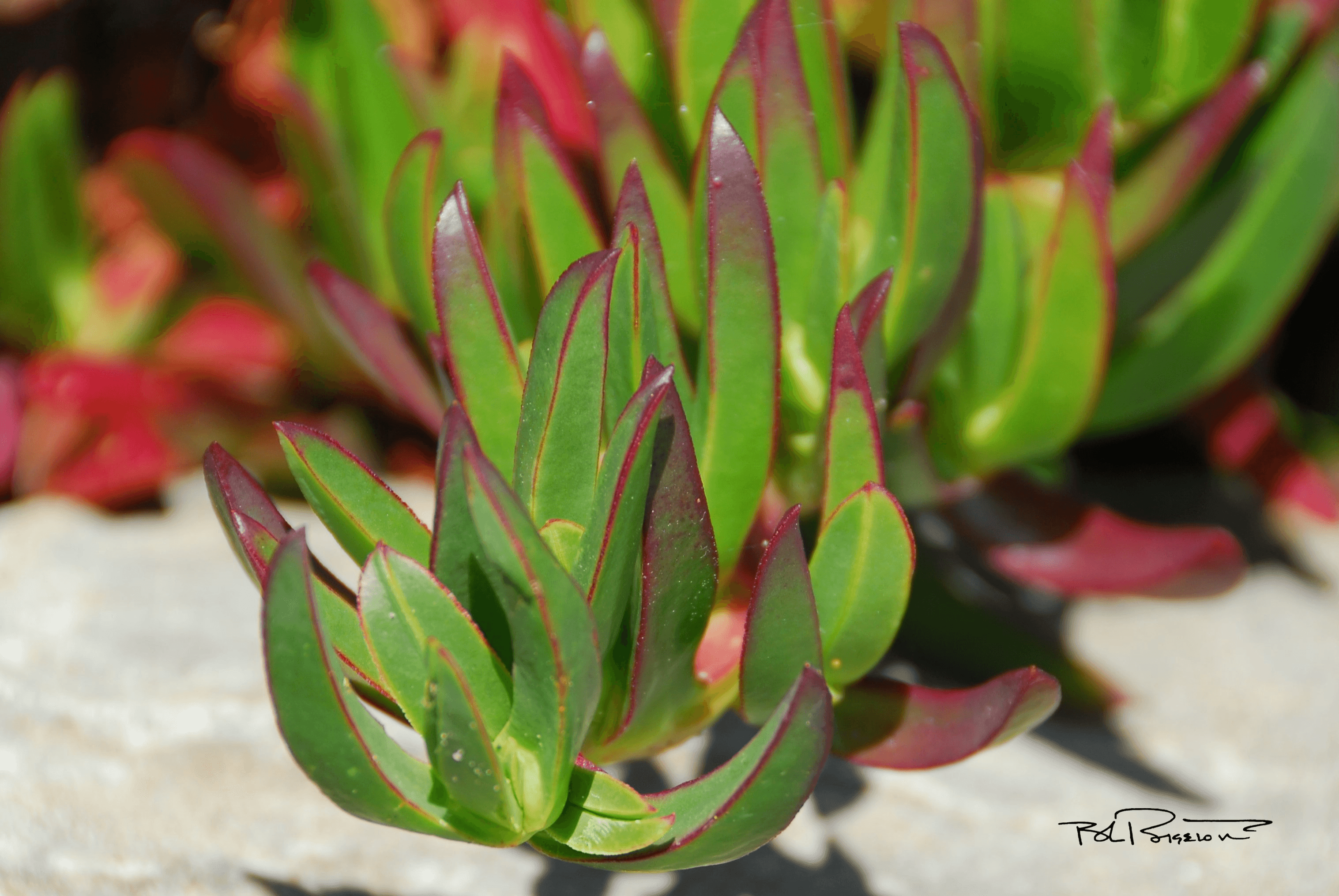 Ice Plant