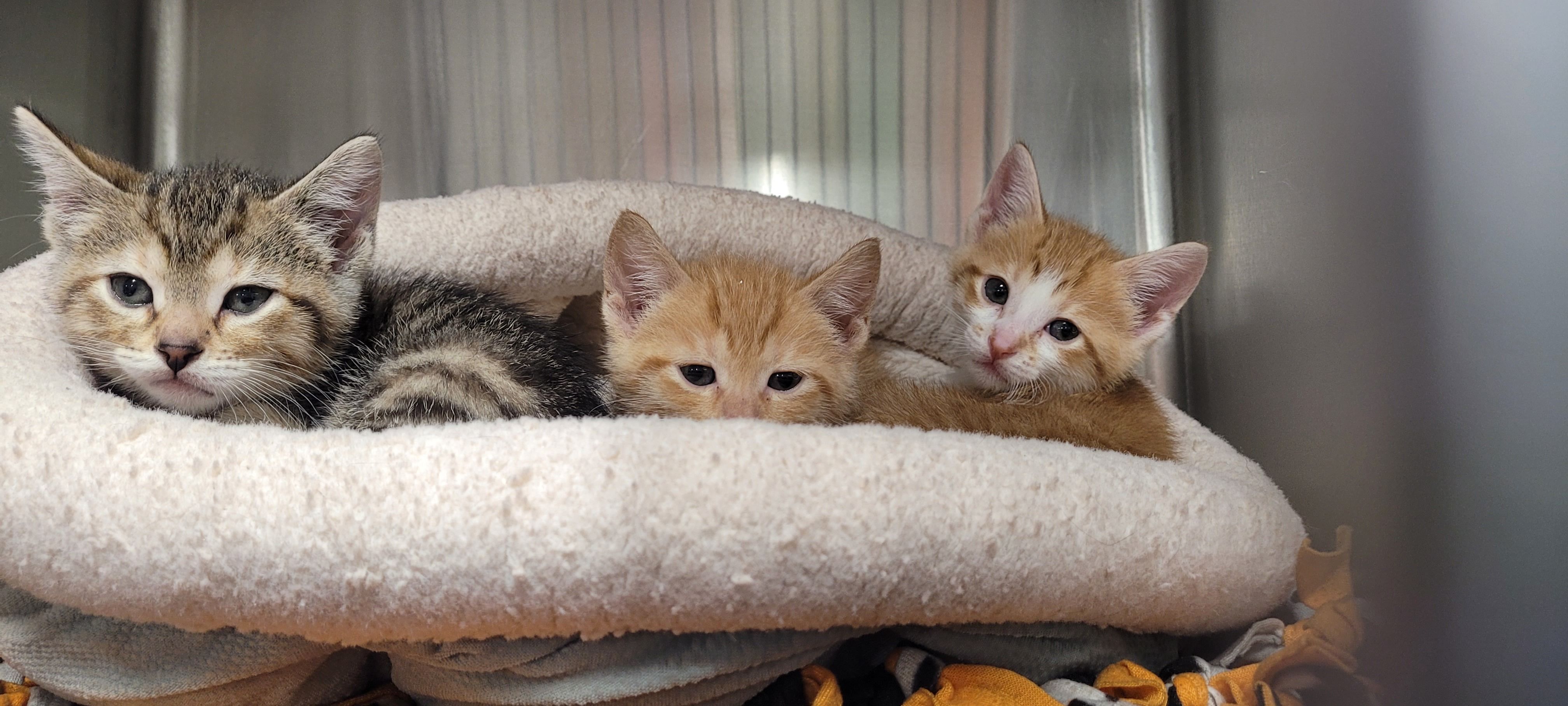 Be a Hero for Animals - Foster!