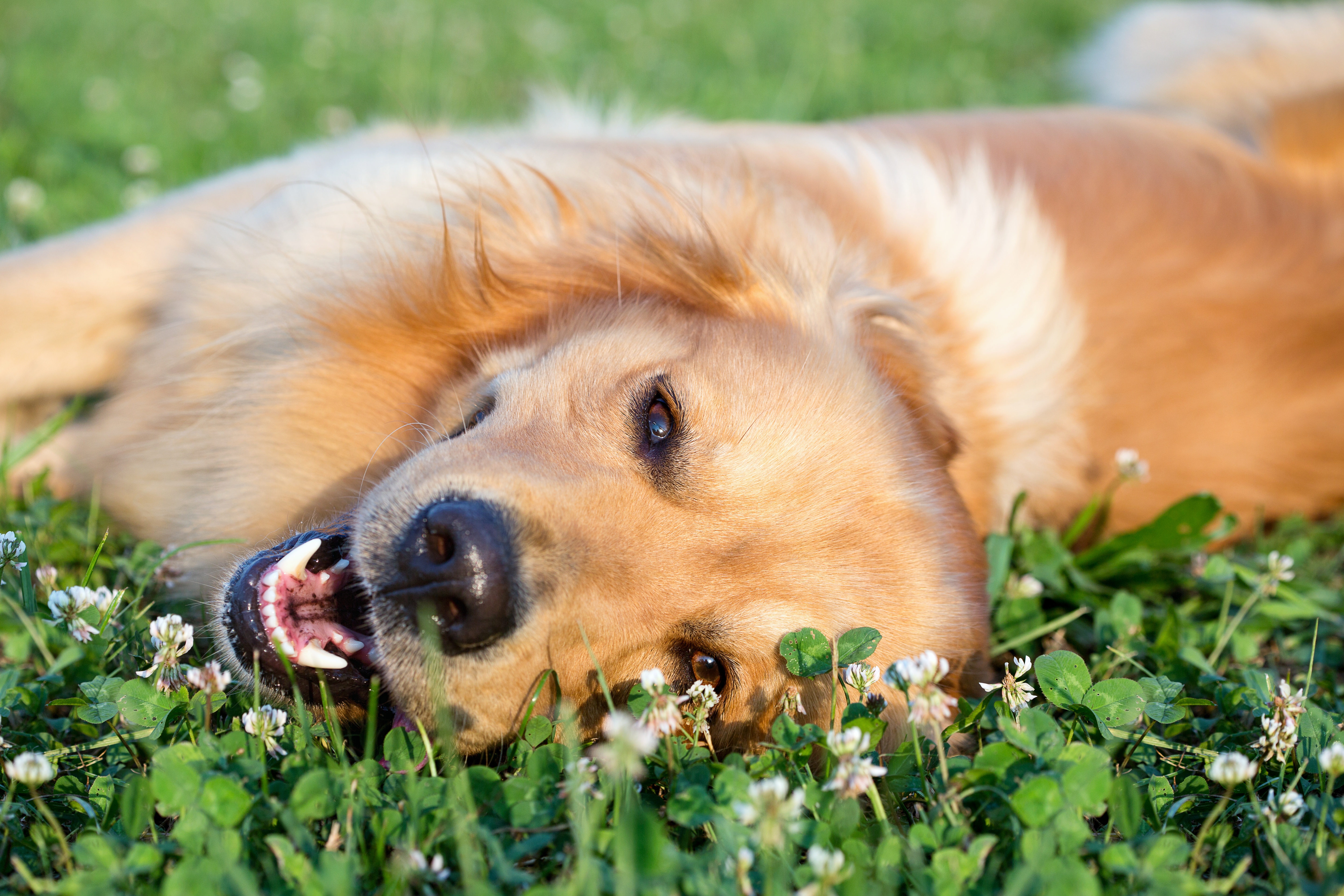 Vaccine & Microchip Clinic