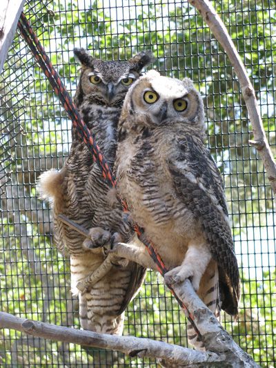 Meet Mama Owl