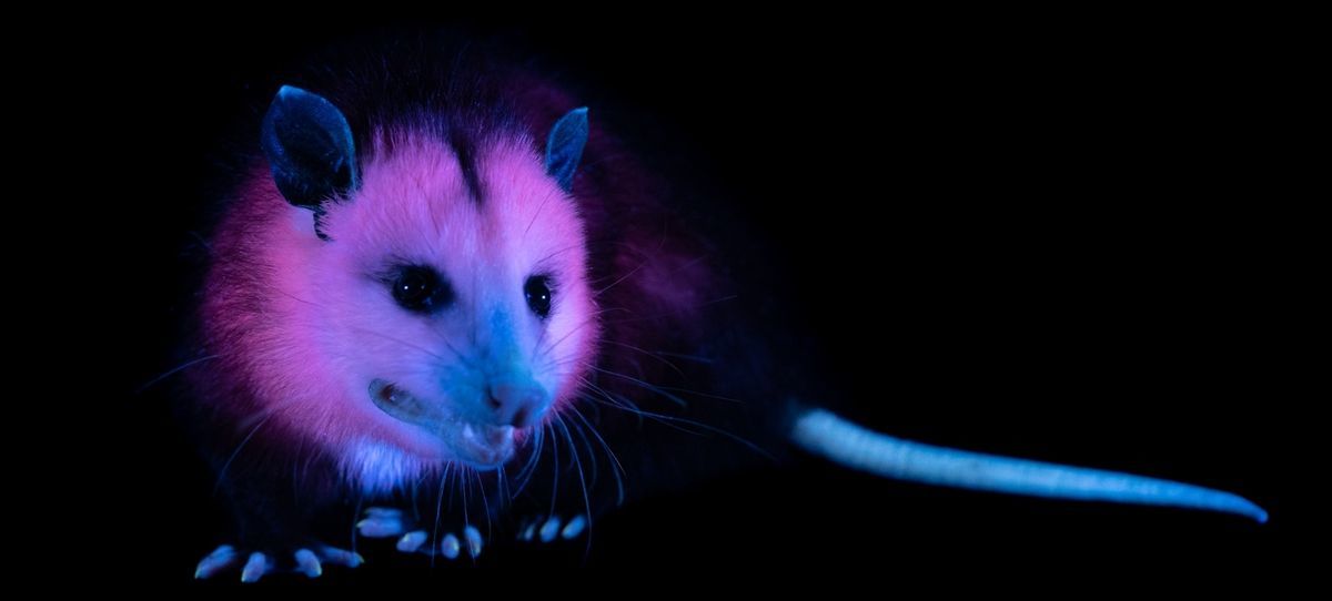 Wildlife Rescue, Rehabilitation & Education in Nebraska