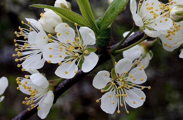 American Plum - Pack of 5 Seedlings (12"-18")
