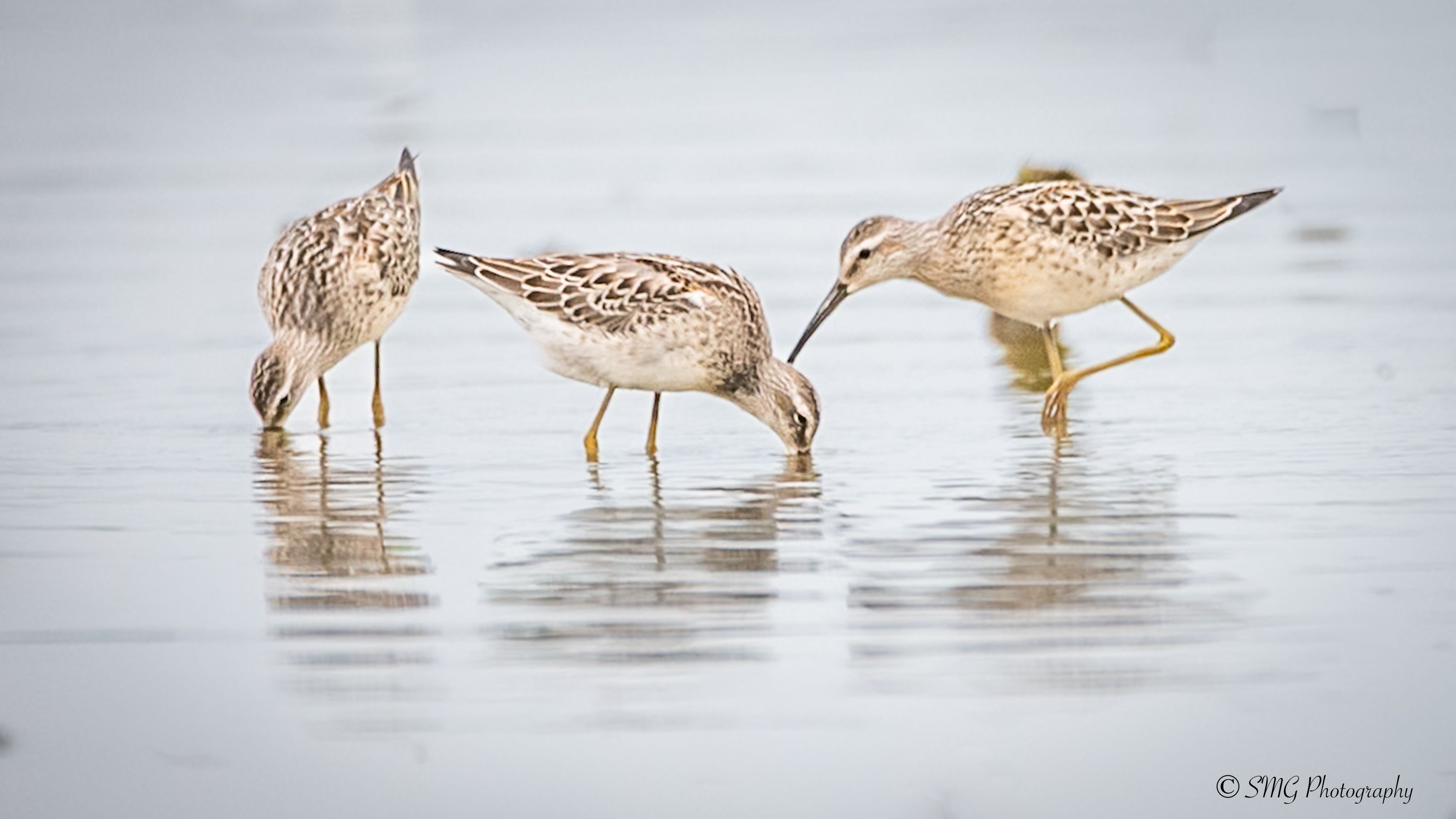 Sandpipers dipping their bills and foraging in the water