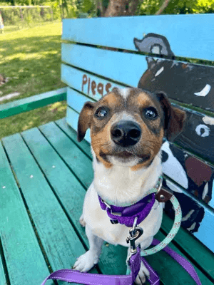 Meet Monkey, a Jack Russell terrier pup rescued from the highway near Newark Airport (NorthJersey.com)